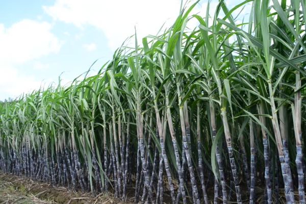 My brother’s sugarcane farm